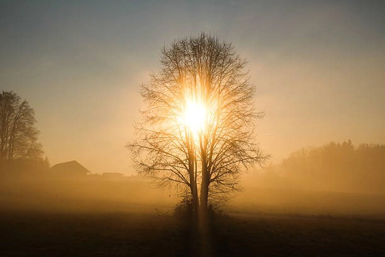 Soraya Veda – Energie Heilung – Bäume, von Sonnenstrahlen umhüllt