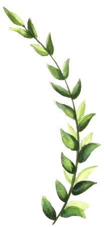 Soraya Veda – Energie Heilung – Leaf